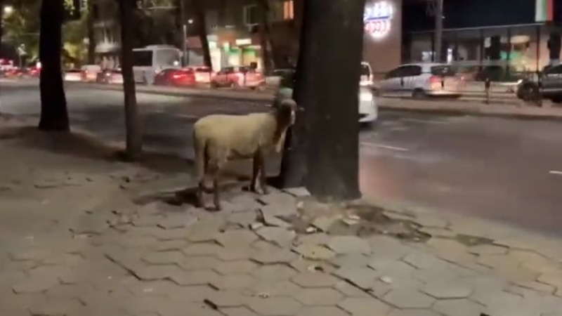 Шокираща гледка в центъра на Пловдив слиса десетки ВИДЕО