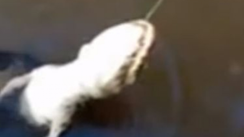 Зрелище: Анаконда погълна алигатор пред слисан рибар ВИДЕО 