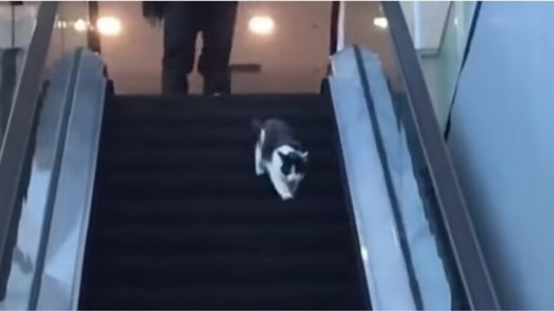 Котка на ескалатор се превърна в истинска сензация ВИДЕО 
