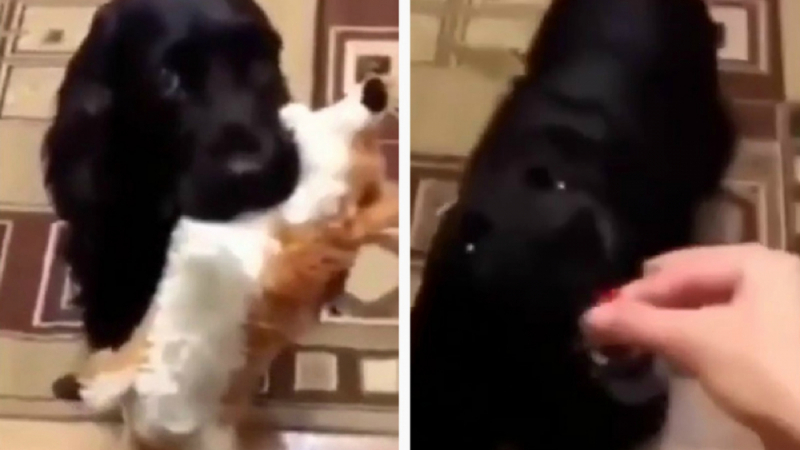 Симпатично куче измисли хитър начин как да получава вкусотии ВИДЕО