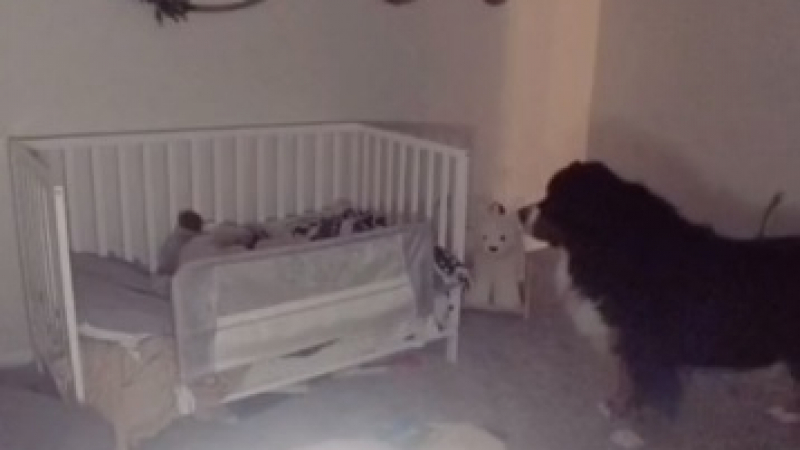 Камера засне какви ги върши нощем голямо куче до леглото на бебе ВИДЕО