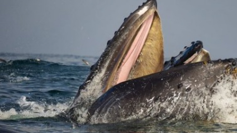 Зловещо ВИДЕО: Огромен кит едва не глътна две жени с кану  