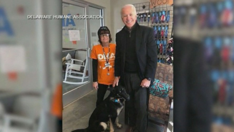 Кучето на Джо Байдън ще е първото в Белия дом, дошло от приют