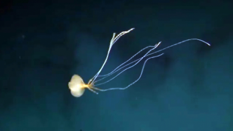Чудовище: В дълбините на океана заснеха същество с 8 метрови пипала ВИДЕО