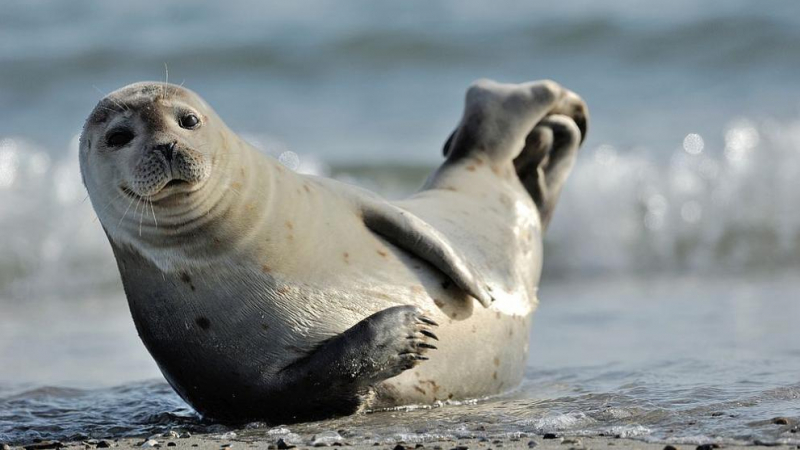 Изчезнал вид тюлен е кръстен на море от "Властелинът на пръстените" 
