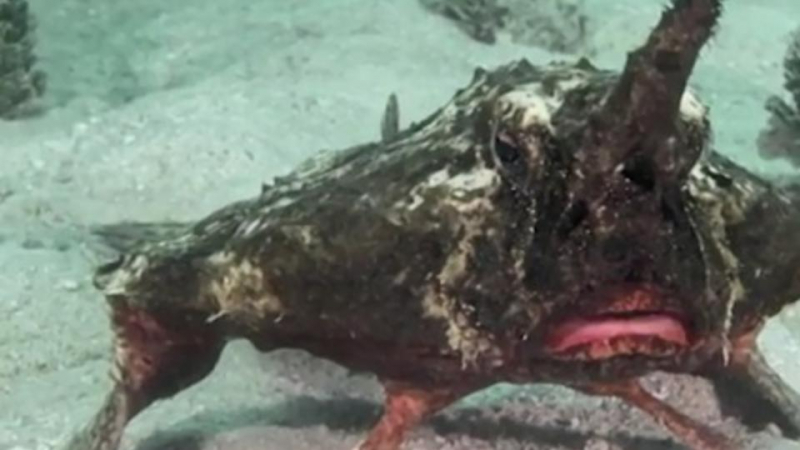 Много странни същества заснеха на дъното на Карибско море ВИДЕО