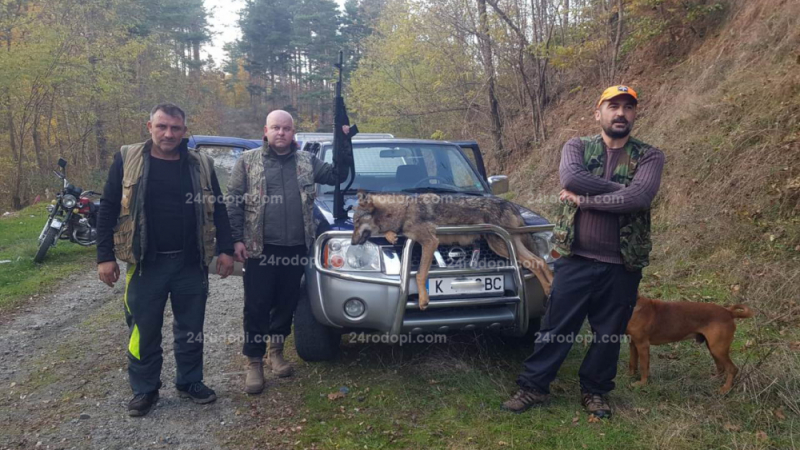 Авджии тръгнаха на хайка за глигани, но отстреляха огромен звяр в Кирковско СНИМКА