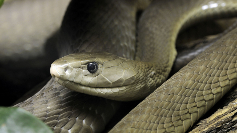 Смъртоносна змия опита да се чифтоса с градински маркуч ВИДЕО