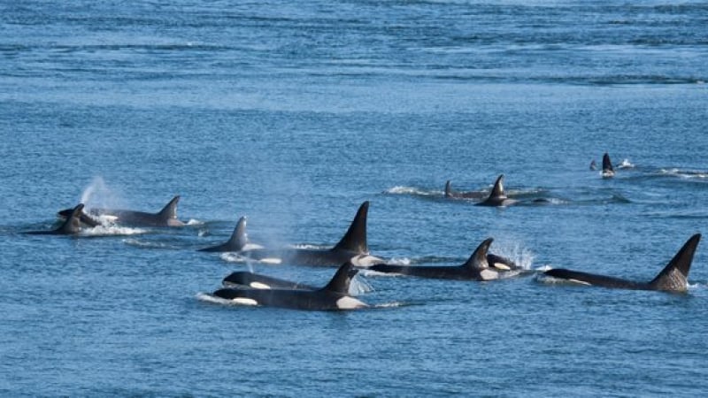 Страховито ВИДЕО: Китове убийци обкръжиха кораб и го нападнаха 