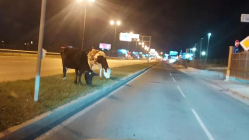 Голямо село: Крави пасат на столичното Околовръстно шосе СНИМКИ 