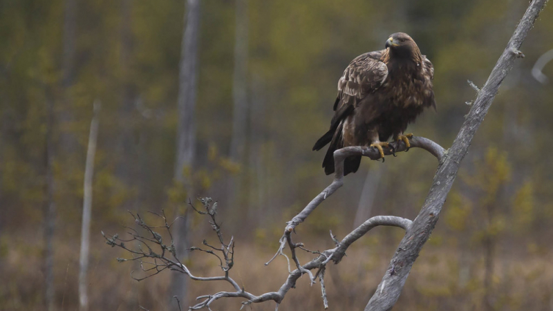Рядък орел бе убит в Сърбия при мигрирането си от Африка СНИМКИ