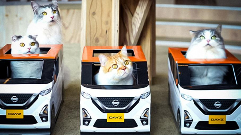 Най-милата реклама на коли: Nissan оборудва котенца с малки автомобили СНИМКИ