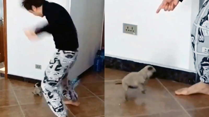 Кученце повтори танцовите движения на собственика си и покори мрежата ВИДЕО