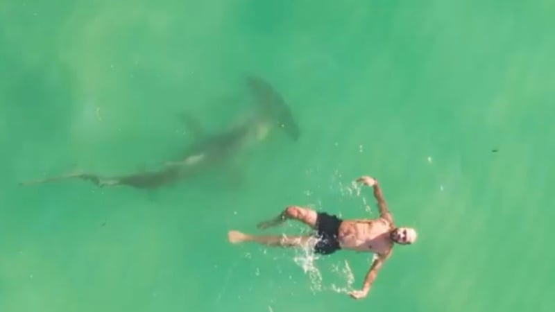 Ужасяващ момент: Мъж спокойно си плува, докато около него преминава акула ВИДЕО