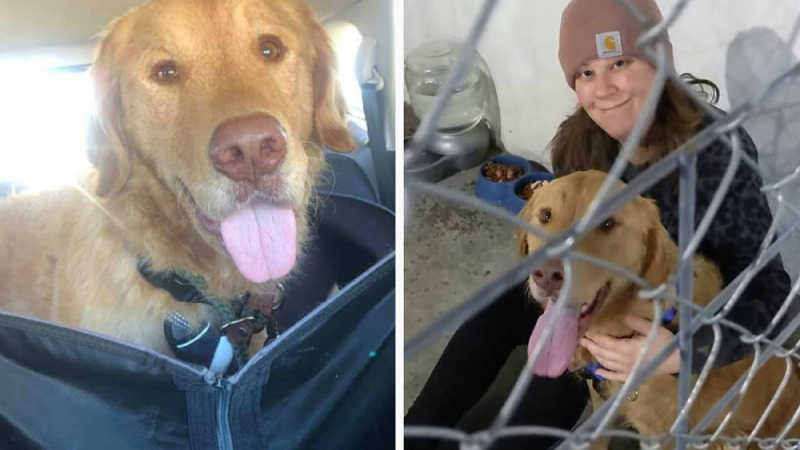 Срещата на собственичка с изчезналото й преди година куче трогна мрежата СНИМКИ