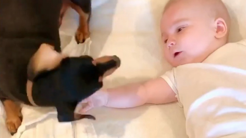 Приятел от раждането: Кученце се сгуши в ръцете на бебе ВИДЕО