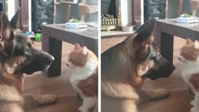 Котка и куче си устроиха уникална битка с погледи ВИДЕО