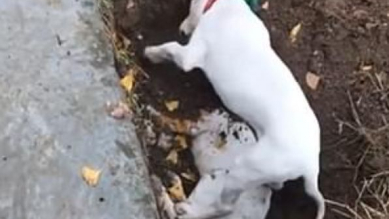 Кученце разкопа гроба на братчето си в опит да го събуди СНИМКИ 