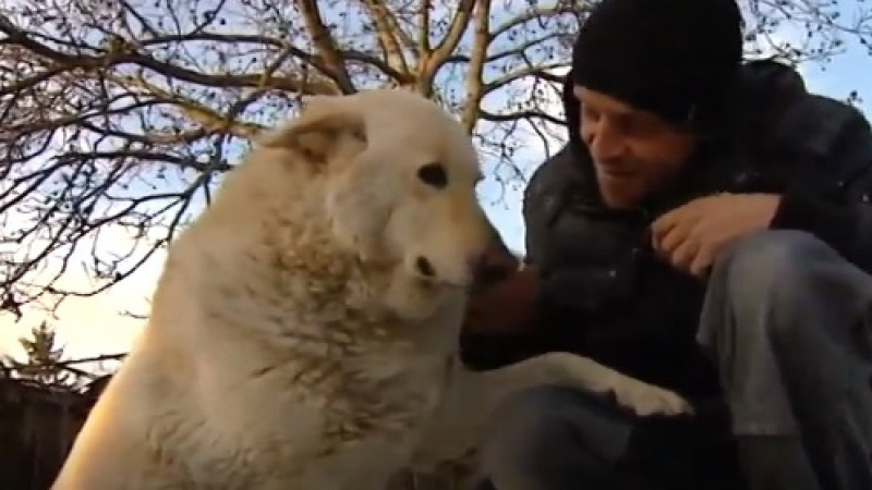 Неверояна развръзка с кучето Белчо, намушкано брутално с нож в София