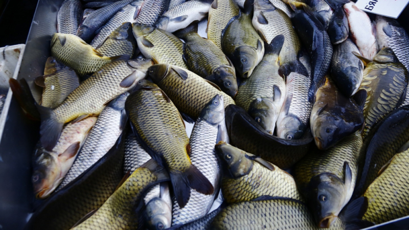 Рибарите са в паника: Оставате без риба за Никулден 