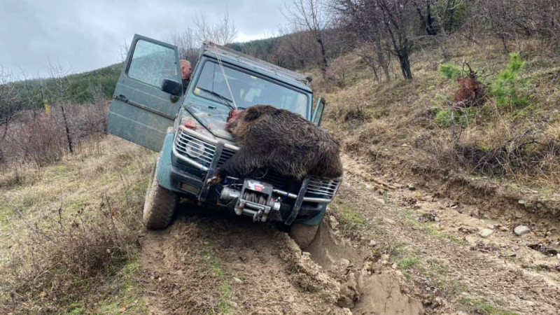 Гигантски звяр бе повален с 1 изстрел при ловен излет на дружинка "Черноочене" СНИМКИ