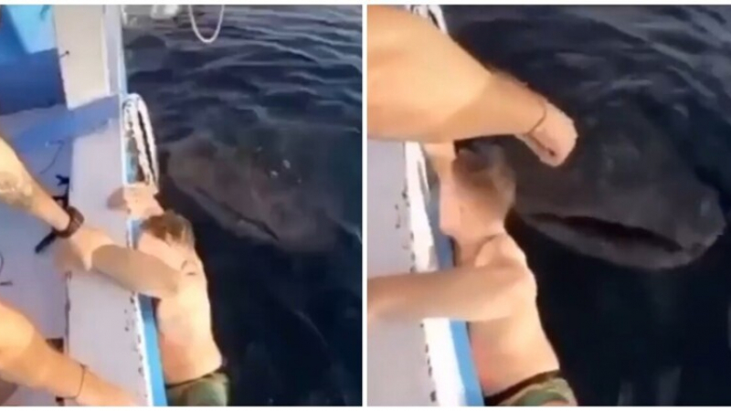 Вижте как китова акула изплаши ужасно турист и развесели приятелите му ВИДЕО