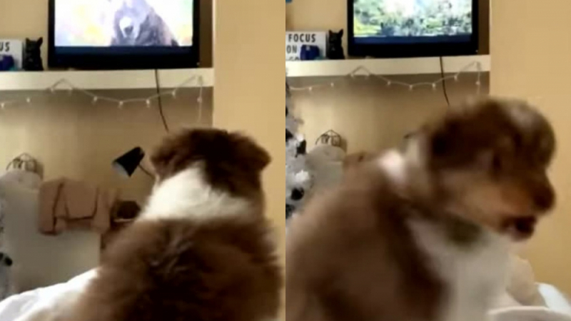 Куче се уплаши от мечка от телевизията и развесели интернет ВИДЕО