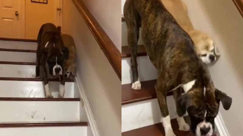 Трогателно: Куче помогна на сляпата си приятелка да слезе по стълбите ВИДЕО