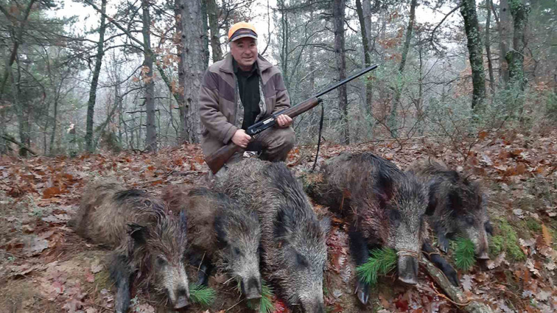Рекорд: Авджия повали 5 диви прасета с 4 изстрела в Крумовградско! СНИМКА 