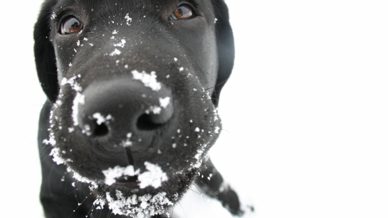 Могат ли кучетата да настинат и да ни заразят с грип? СНИМКИ