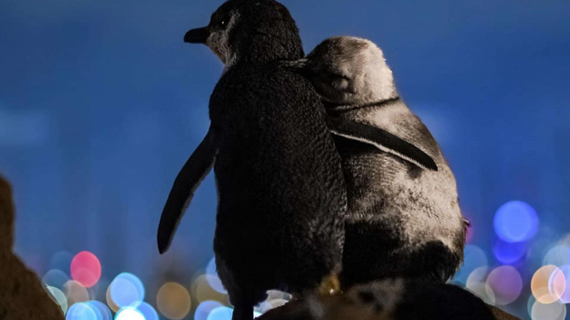 СНИМКА на два пингвина обиколи света и разтърси мрежата 