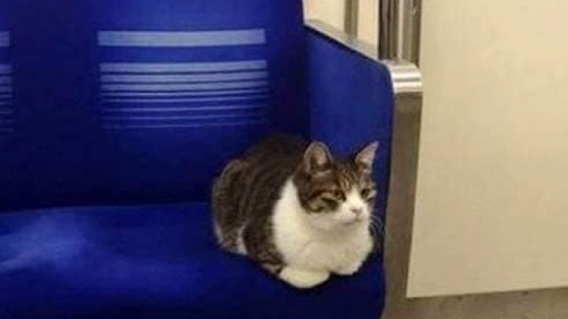 Най-странната котка в Токио пътува с метро и... 