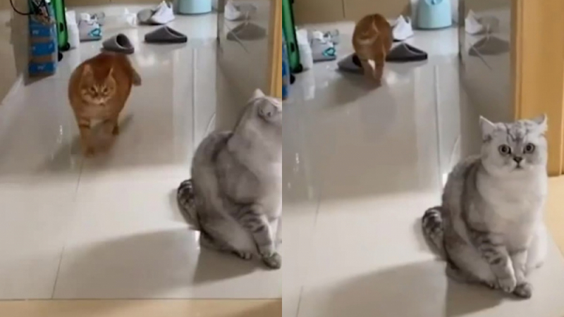 Котка покори интернет с дръзката си походка ВИДЕО
