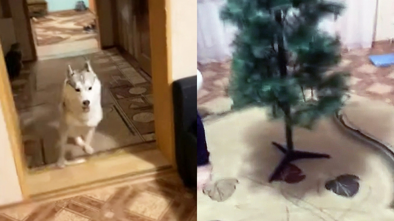 Вижте емоционалната реакция на куче към новогодишната елха ВИДЕО