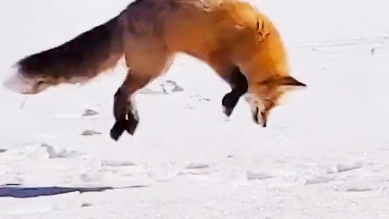 Лисица показа майсторски клас по ловуване в снежни преспи ВИДЕО