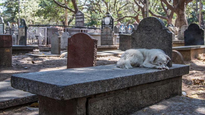 Трогателно: Куче вече 3 г. лежи върху гроба на малко момченце и...