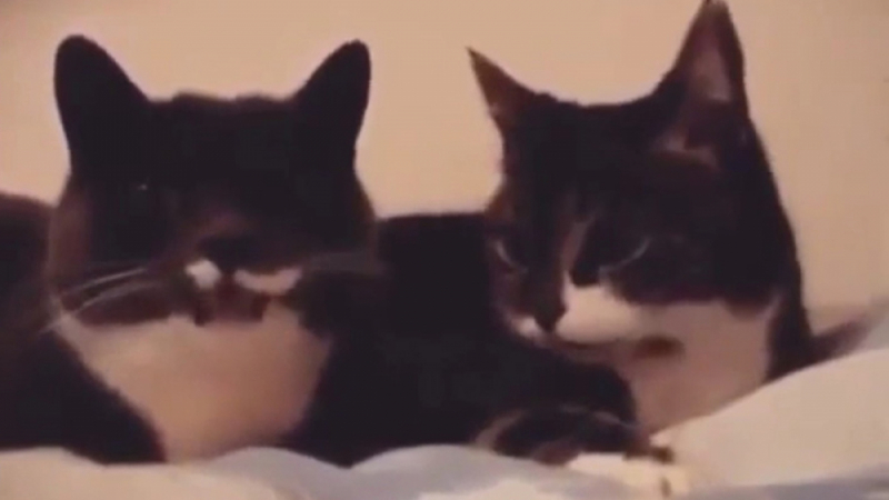 Уникално: Заснеха на ВИДЕО увлекателния разговор между две котки