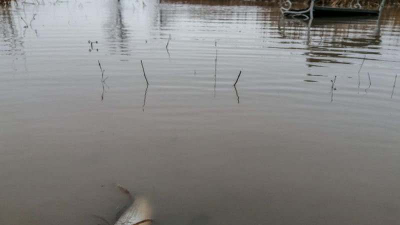 Страшни СНИМКИ на стотици трупове след потопа от язовир Маслово 