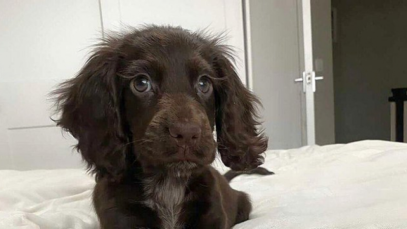 Това сладко кученце стана звезда в интернет, прилича на принцеса на "Дисни" СНИМКИ