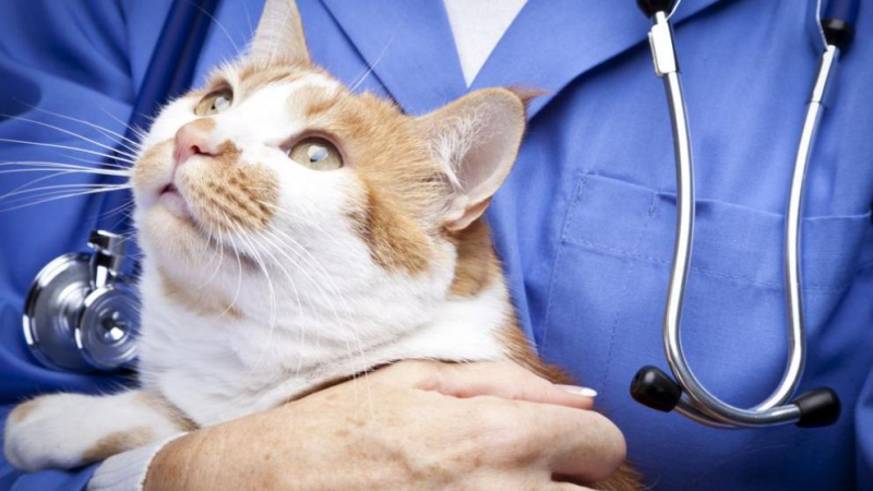 Ето как да познаете дали котката ви е заразена с К-19 