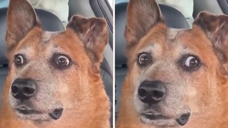 Вижте реакцията на куче, осъзнало, че е заведено при ветеринар, а не в парка ВИДЕО 