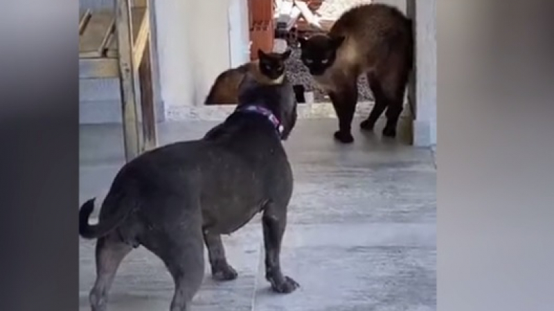 ВИДЕО запечата епична конфронтация между куче и две котки 