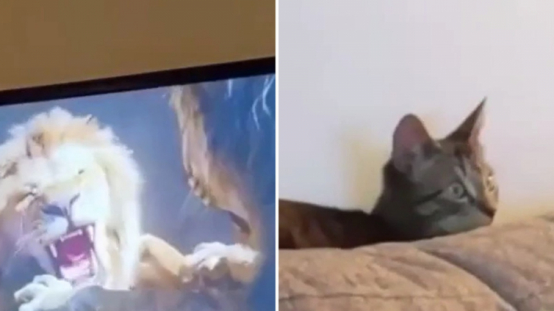 Вижте реакцията на коте, шокирано от филма "Цар Лъв" ВИДЕО