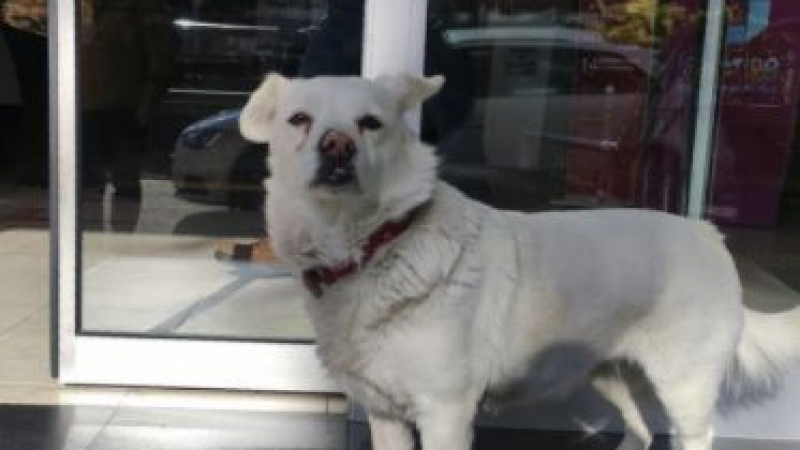 Като Хачико: Куче стоя дни наред пред болницата, където е стопанинът му ВИДЕО