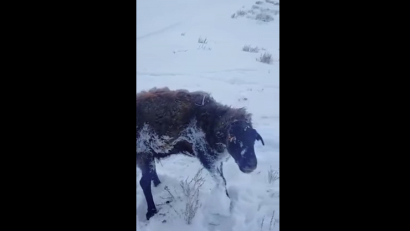 Кошмарни студове в Казахстан: животните замръзват в движение ВИДЕО
