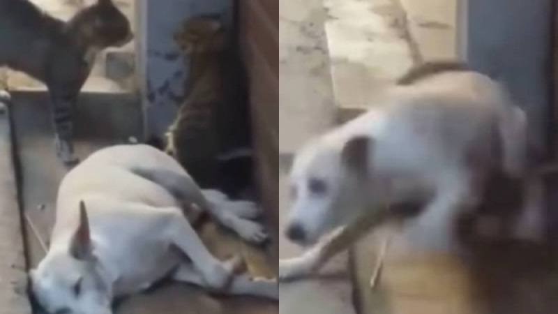 Това куче, уплашено от котешка кавга, може да разсмее всеки ВИДЕО