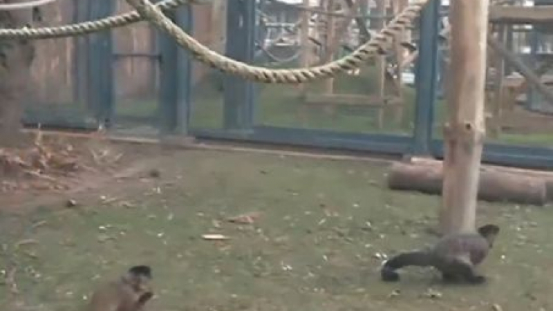 Сериозен инцидент с маймуна капуцин в столичния зоопарк ВИДЕО