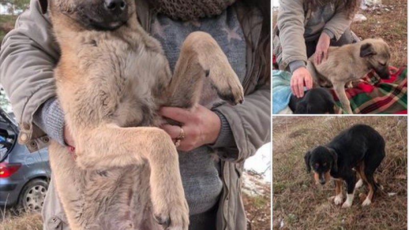 Чудовищна жестокост към бездомни кучета в Родопите взриви мрежата СНИМКИ 18+
