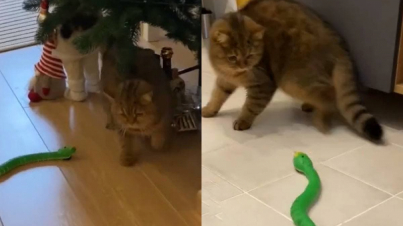 Котка се изплаши от нова играчка и развесели интернет ВИДЕО