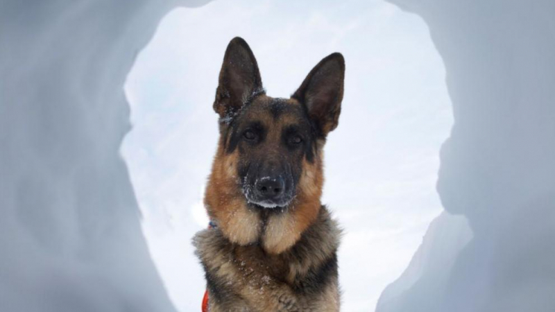 Кучета спасиха стопаните си, затрупани от лавина в Швейцария